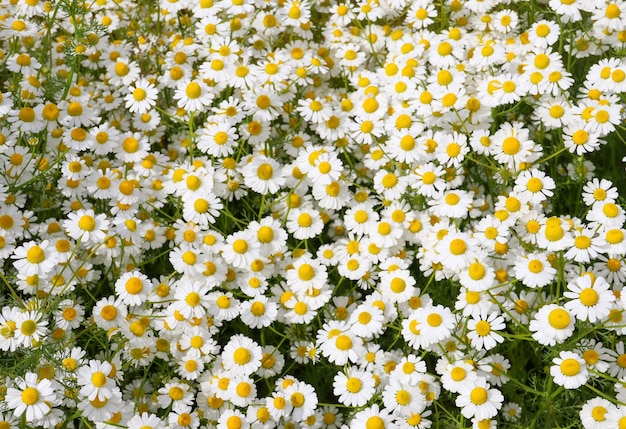 Chamomile flower field Camomile in the nature Field of camomiles at sunny day at nature Camomile