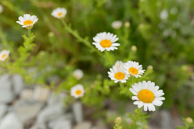 Chamomile flower field Camomile in the nature Field of camomiles at sunny day at nature