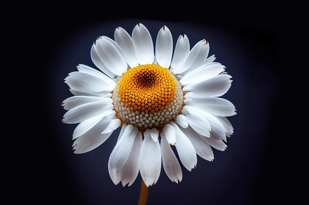 Chamomile flower Generative Ai