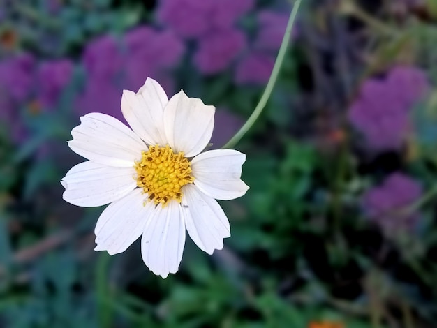 Chamomile flower among green grass and leaves