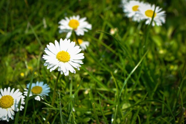 Chamomile flower among green grass and leaves