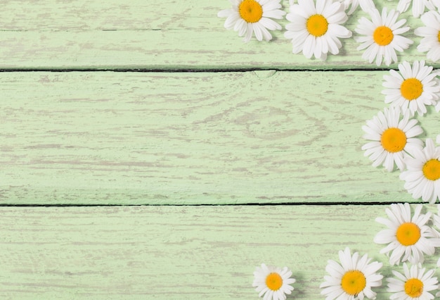 Chamomile flower over green wooden space