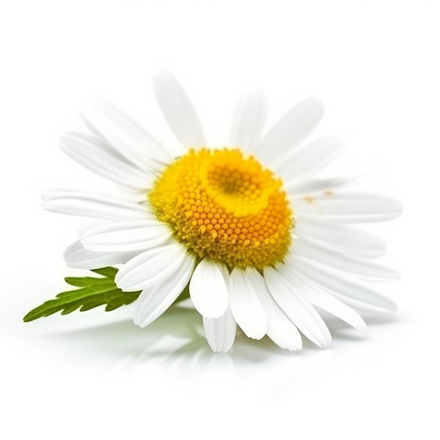 Chamomile flower on white background Illustration AI GenerativexA