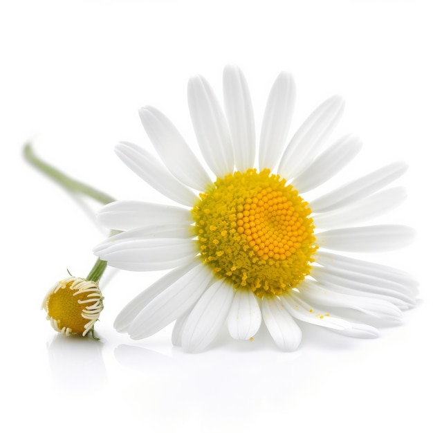 Chamomile flower on white background Illustration AI GenerativexA