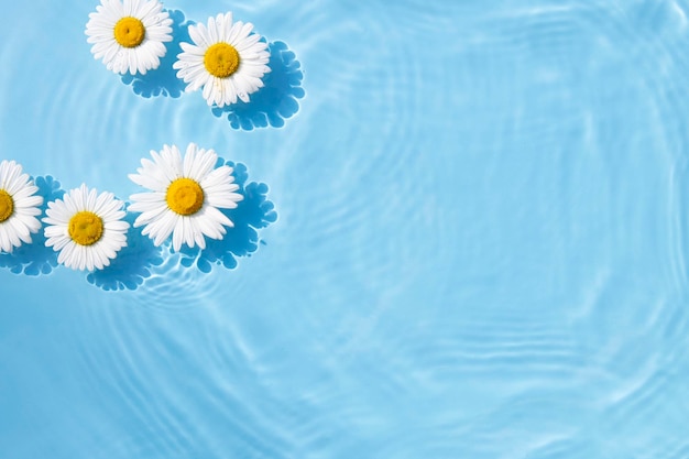 Chamomile flowers are floating stains from a drop on the water Top view flat lay