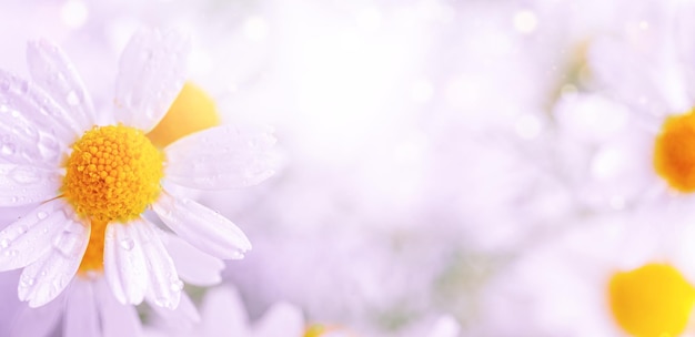 Chamomile flowers background Close up selective focus