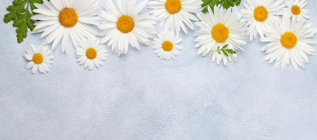 Chamomile flowers background Garden daisy