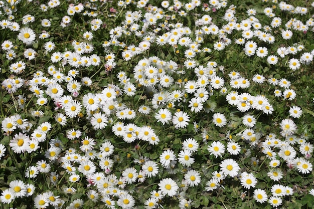 Chamomile flowers in bloom