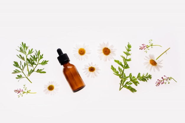 Chamomile flowers and cosmetic bottle of essential oil on white background, top view concept of natural cosmetics or alternative medicine