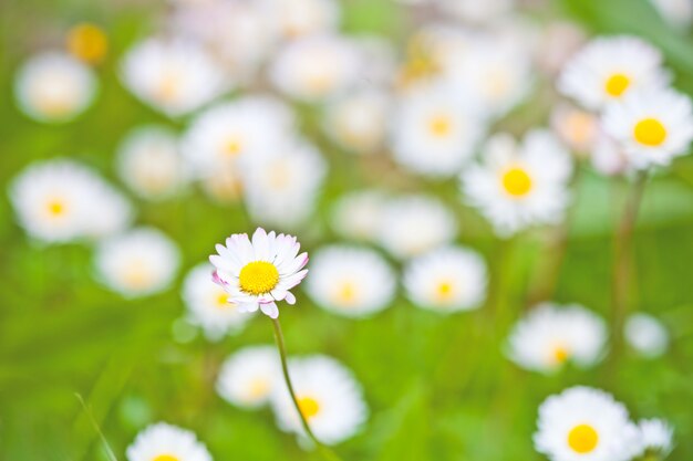 Chamomile flowers field background.