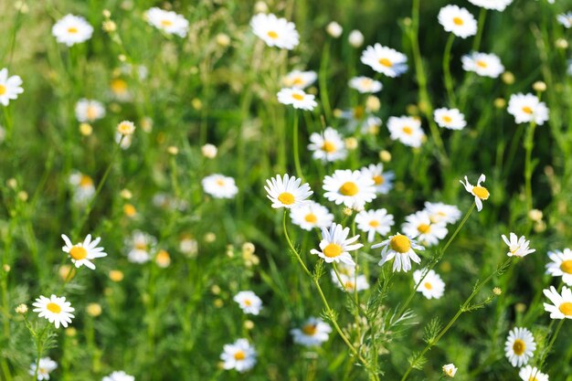 Chamomile flowers field A beautiful natural scene with blooming medical flowers Summer background