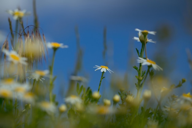 Chamomile flowers in field and sky