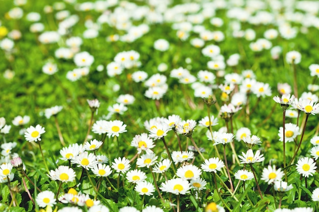 Chamomile flowers field 