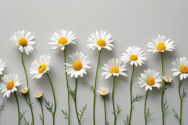 Chamomile flowers on gray background Beautiful summer flowers Medicinal plant for design