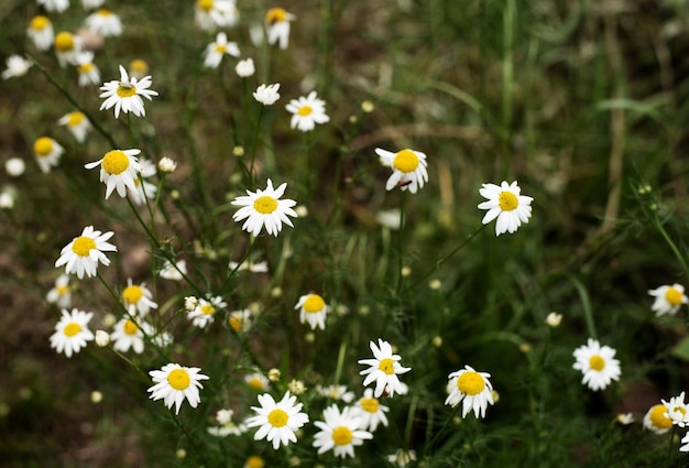 Chamomile flowers on a green background of stems and grass. Flowerbed in the garden.