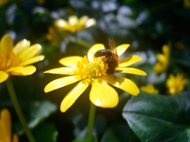 Chamomile flowers in green foliage photo