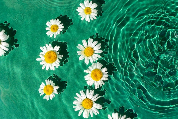 Chamomile flowers on green water under sunlight Top view flat lay