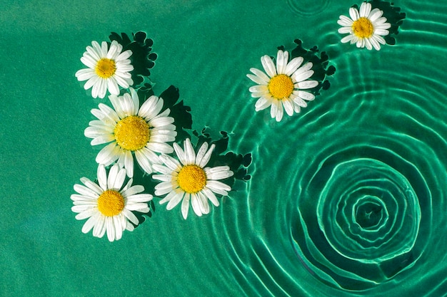 Chamomile flowers on green water under sunlight Top view flat lay