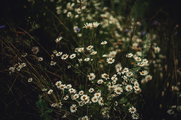 Chamomile flowers grow in a field with other different grass in the evening Selective focus