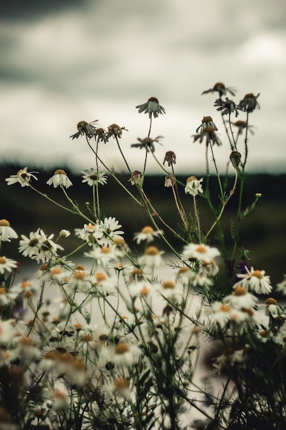 Chamomile flowers grow in a field with other different grass in the evening Selective focus