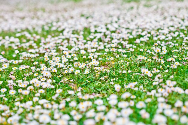 Chamomile flowers spring field background