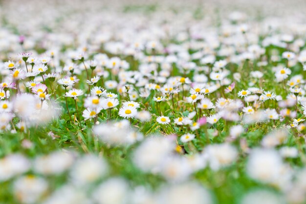 Chamomile flowers spring field.