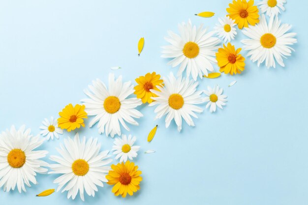 Chamomile garden flowers on blue background