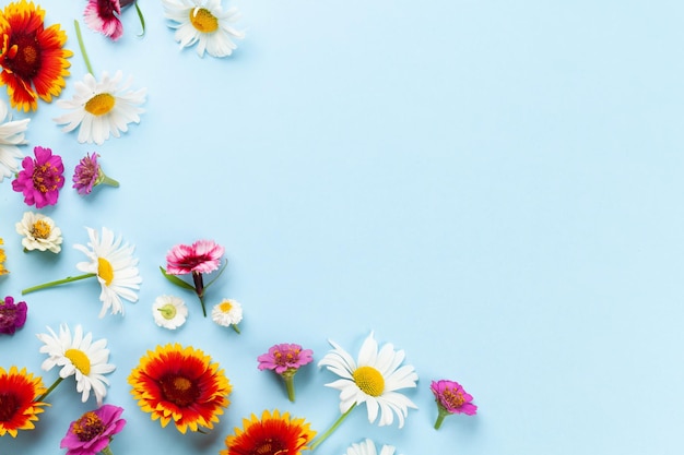 Chamomile garden flowers on blue background