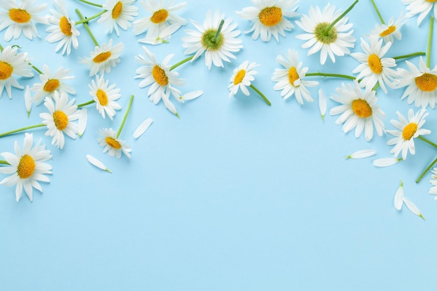 Chamomile garden flowers on blue background