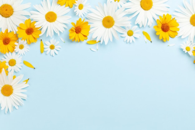 Chamomile garden flowers on blue background