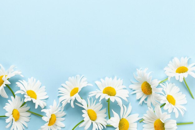 Chamomile garden flowers on blue background