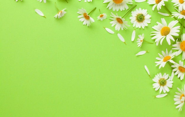 Chamomile garden flowers on green background