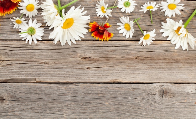 Chamomile garden flowers on wooden background