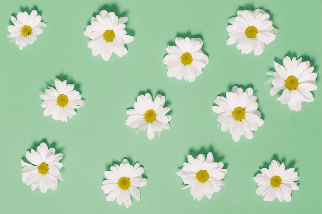 Chamomile heads on green background