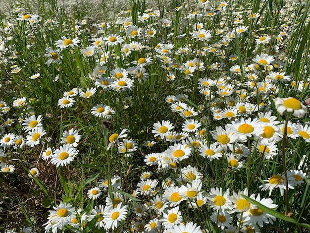 Chamomile large field wild white flowers in nature