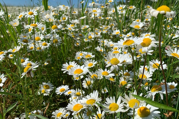 Chamomile large field wild white flowers in nature