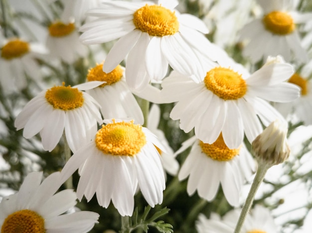 Chamomile Matricaria chamomilla L Nural floral background of white flowers