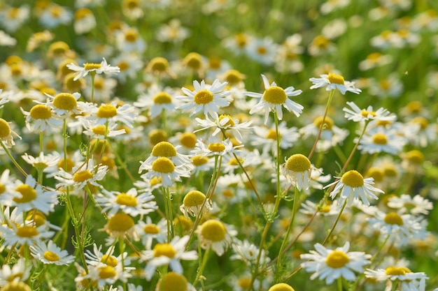 Chamomile meadow in the rays of the sun as a natural background