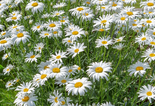 Chamomile in the meadow