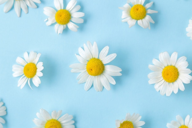 Chamomile. Medicinal little chamomile flowers on a gentle light blue background. background of flowers. top view