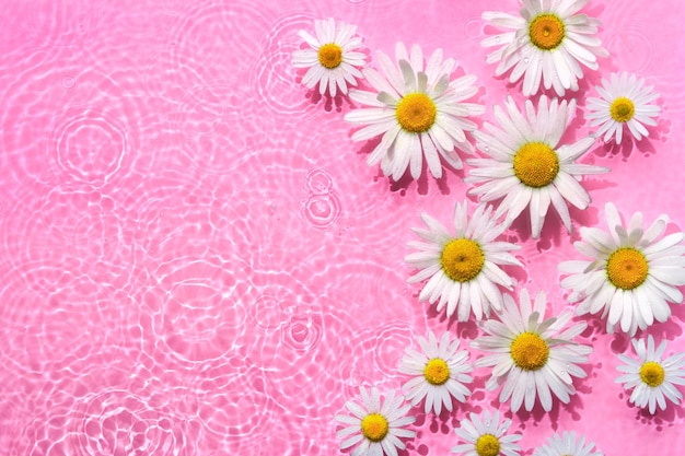 Chamomile in pink water background with concentric circles and ripples Natural beauty Spa concept Copy space