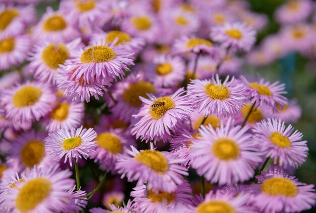 Chamomile in summer garden. Photography magical flower on blurred background