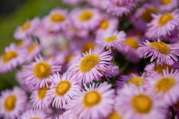 Chamomile in summer garden. Photography magical flower on blurred background