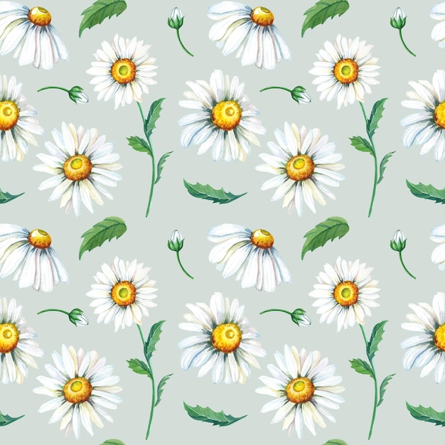 Chamomile watercolor seamless pattern White summer flowers on gray background