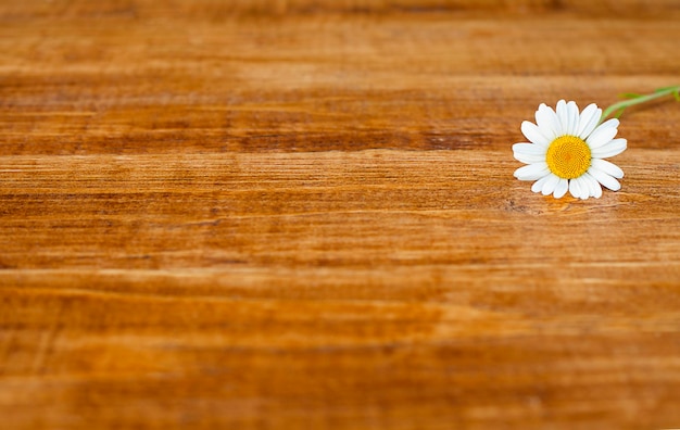 chamomile on a wooden table with copy space