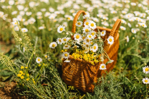 Chamomiles in a basket standing in a chamomile field