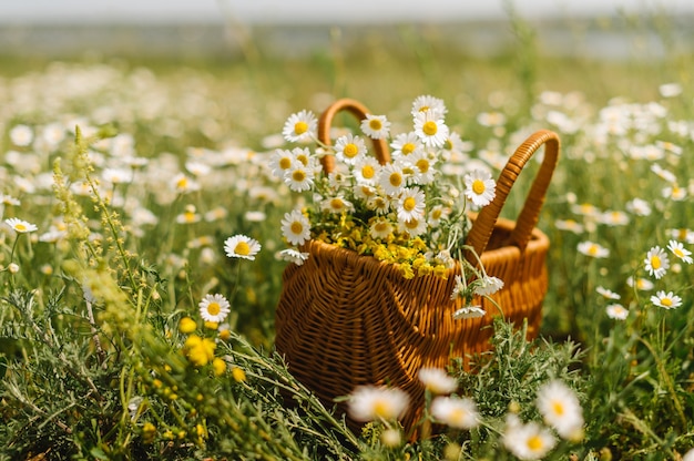 Chamomiles in a basket standing in a chamomile field