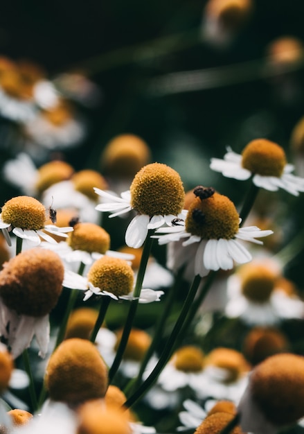 chamomiles in the field