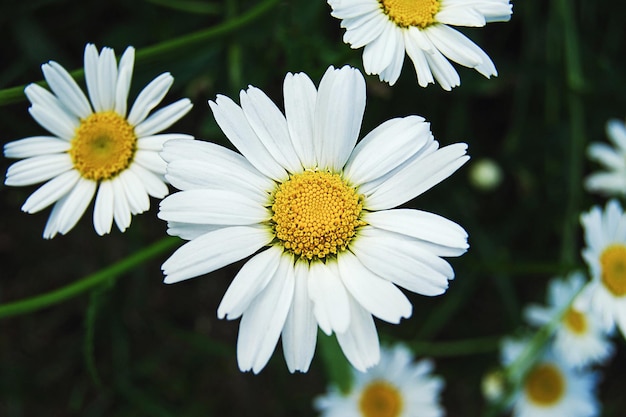 Chamomiles in summer field, white daisies closeup