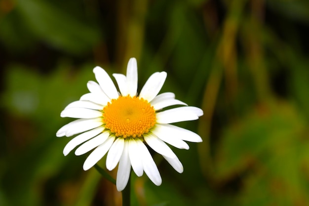 Chamomilla used to make herb infusions thought to have medicinal uses tea